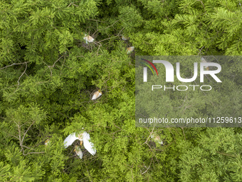 Egrets are nesting and feeding their chicks in the metasequoia forest at Xishuanghu Wetland Park in Donghai County, Lianyungang city, East C...