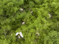 Egrets are nesting and feeding their chicks in the metasequoia forest at Xishuanghu Wetland Park in Donghai County, Lianyungang city, East C...