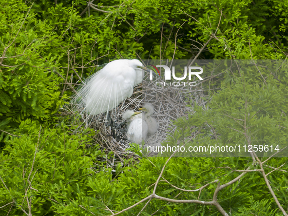 Egrets are nesting and feeding their chicks in the metasequoia forest at Xishuanghu Wetland Park in Donghai County, Lianyungang city, East C...