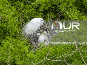 Egrets are nesting and feeding their chicks in the metasequoia forest at Xishuanghu Wetland Park in Donghai County, Lianyungang city, East C...