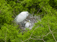 Egrets are nesting and feeding their chicks in the metasequoia forest at Xishuanghu Wetland Park in Donghai County, Lianyungang city, East C...