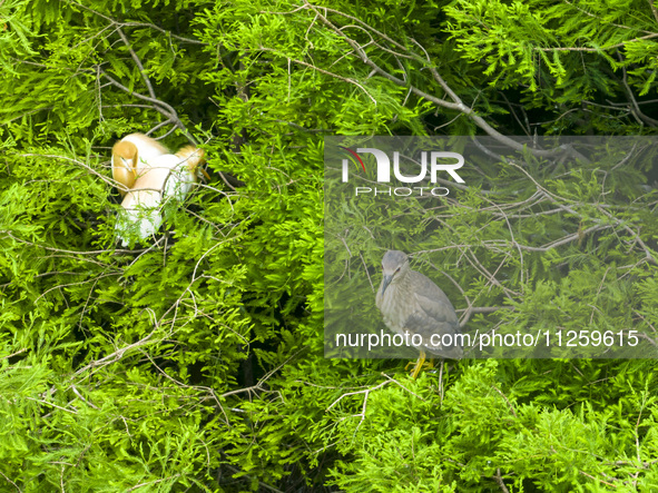 Egrets are nesting and feeding their chicks in the metasequoia forest at Xishuanghu Wetland Park in Donghai County, Lianyungang city, East C...