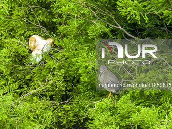 Egrets are nesting and feeding their chicks in the metasequoia forest at Xishuanghu Wetland Park in Donghai County, Lianyungang city, East C...