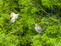 Egrets are nesting and feeding their chicks in the metasequoia forest at Xishuanghu Wetland Park in Donghai County, Lianyungang city, East C...