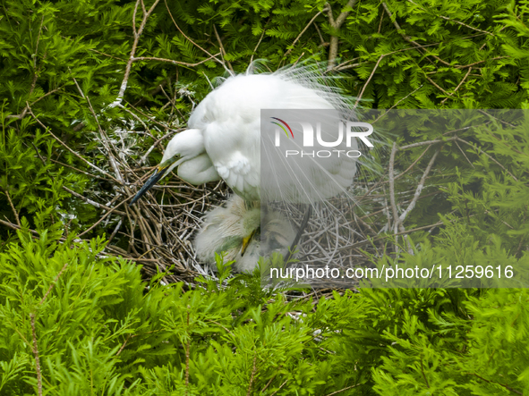 Egrets are nesting and feeding their chicks in the metasequoia forest at Xishuanghu Wetland Park in Donghai County, Lianyungang city, East C...