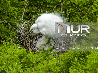 Egrets are nesting and feeding their chicks in the metasequoia forest at Xishuanghu Wetland Park in Donghai County, Lianyungang city, East C...