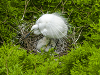 Egrets are nesting and feeding their chicks in the metasequoia forest at Xishuanghu Wetland Park in Donghai County, Lianyungang city, East C...