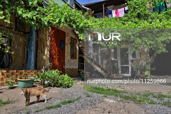 A cat is being seen in a courtyard in the historic city center in Odesa, Ukraine, on May 20, 2024. NO USE RUSSIA. NO USE BELARUS. 