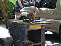 A cat is being seen in a courtyard in the historic city center in Odesa, Ukraine, on May 20, 2024. NO USE RUSSIA. NO USE BELARUS. (