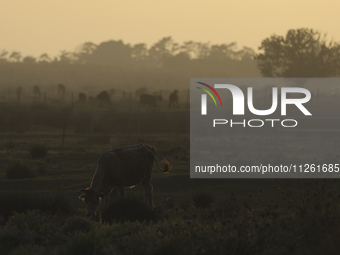 A cow grazes in a pasture at sunset in the haze near Limassol. Cyprus, Tuesday, May 21, 2024. (