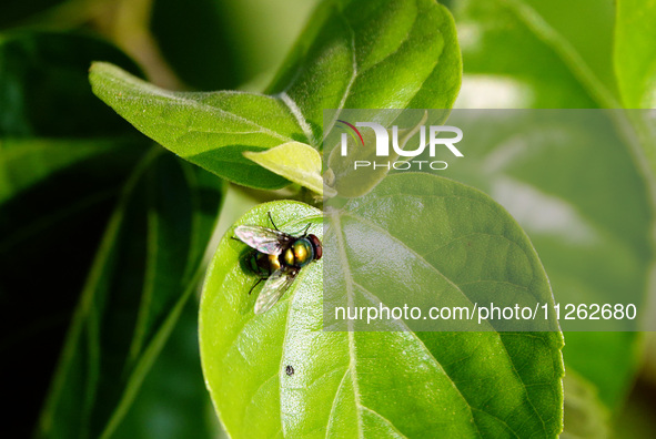 A fly is perching on a leaf during the International Day for Biological Diversity in Yichang, China, on May 22, 2024. 