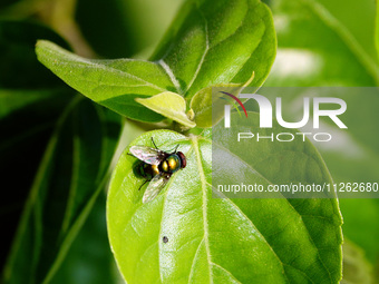A fly is perching on a leaf during the International Day for Biological Diversity in Yichang, China, on May 22, 2024. (