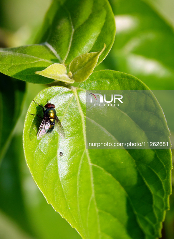 A fly is perching on a leaf during the International Day for Biological Diversity in Yichang, China, on May 22, 2024. 