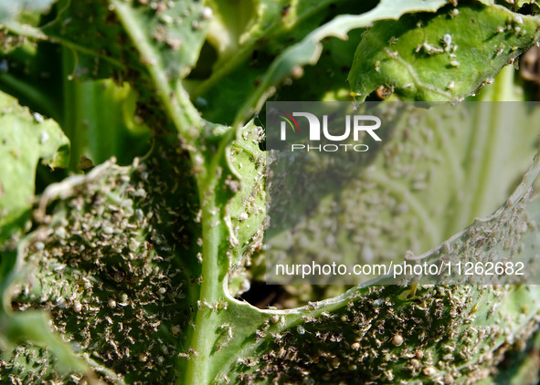 Dense pests are eating cabbage during an International Day for Biological Diversity in Yichang, China, on May 22, 2024. 