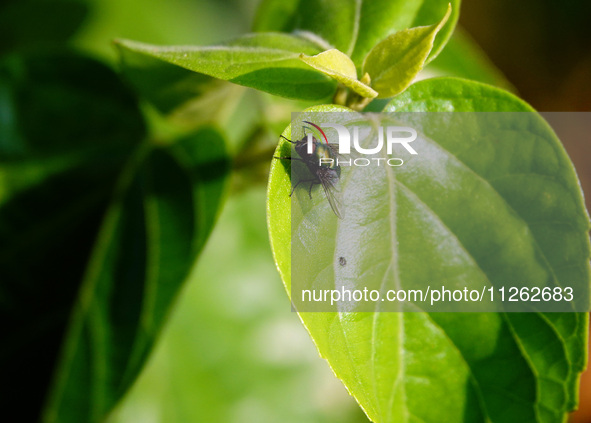 A fly is perching on a leaf during the International Day for Biological Diversity in Yichang, China, on May 22, 2024. 