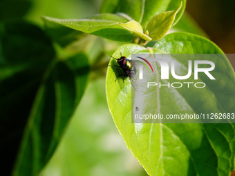 A fly is perching on a leaf during the International Day for Biological Diversity in Yichang, China, on May 22, 2024. (
