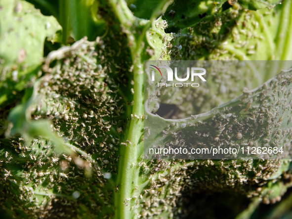 Dense pests are eating cabbage during an International Day for Biological Diversity in Yichang, China, on May 22, 2024. 