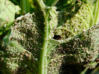 Dense pests are eating cabbage during an International Day for Biological Diversity in Yichang, China, on May 22, 2024. (