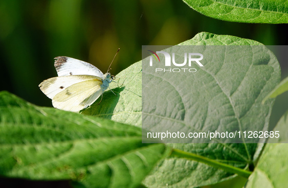 A butterfly is perching on a vegetable leaf during the International Day for Biological Diversity in Yichang, China, on May 22, 2024. 