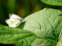 A butterfly is perching on a vegetable leaf during the International Day for Biological Diversity in Yichang, China, on May 22, 2024. (