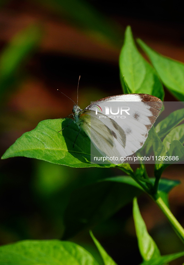 A butterfly is perching on a vegetable leaf during the International Day for Biological Diversity in Yichang, China, on May 22, 2024. 