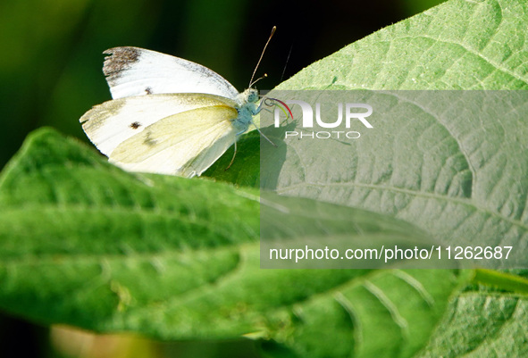 A butterfly is perching on a vegetable leaf during the International Day for Biological Diversity in Yichang, China, on May 22, 2024. 