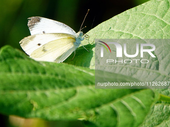 A butterfly is perching on a vegetable leaf during the International Day for Biological Diversity in Yichang, China, on May 22, 2024. (