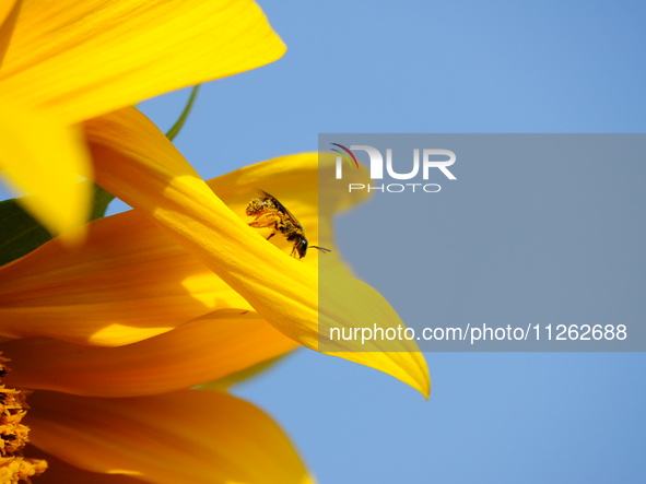 A wild bee is picking flowers as sunflowers are blooming on the International Day for Biological Diversity in Yichang, China, on May 22, 202...