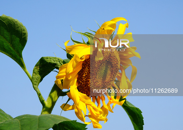 A wild bee is picking flowers as sunflowers are blooming on the International Day for Biological Diversity in Yichang, China, on May 22, 202...