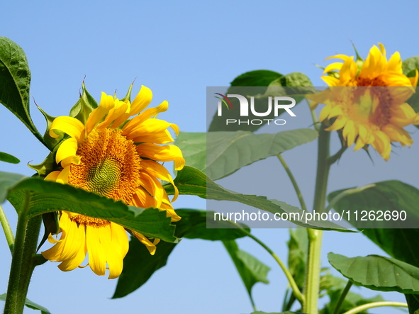 A wild bee is picking flowers as sunflowers are blooming on the International Day for Biological Diversity in Yichang, China, on May 22, 202...