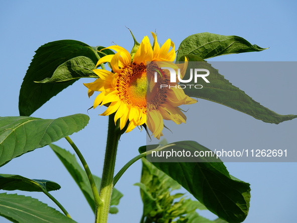 A wild bee is picking flowers as sunflowers are blooming on the International Day for Biological Diversity in Yichang, China, on May 22, 202...