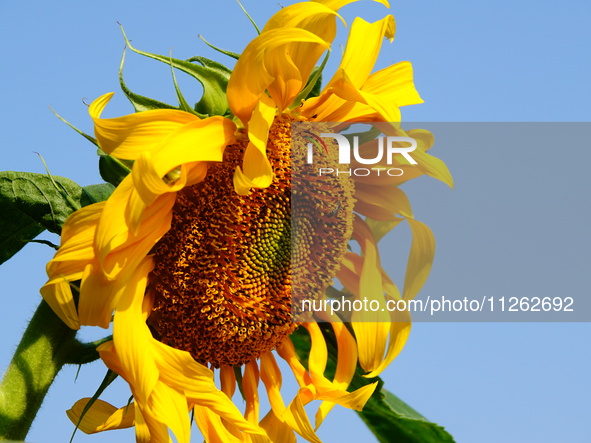 A wild bee is picking flowers as sunflowers are blooming on the International Day for Biological Diversity in Yichang, China, on May 22, 202...