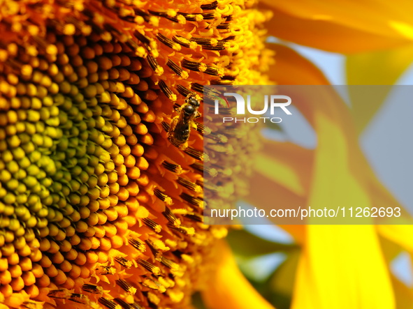 A wild bee is picking flowers as sunflowers are blooming on the International Day for Biological Diversity in Yichang, China, on May 22, 202...