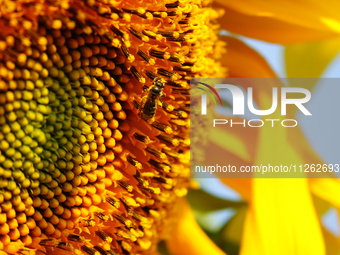 A wild bee is picking flowers as sunflowers are blooming on the International Day for Biological Diversity in Yichang, China, on May 22, 202...