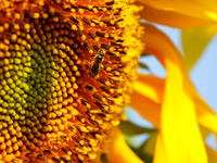 A wild bee is picking flowers as sunflowers are blooming on the International Day for Biological Diversity in Yichang, China, on May 22, 202...