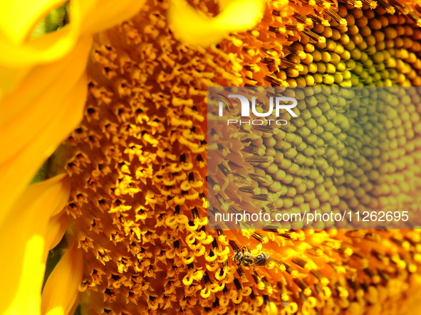 A wild bee is picking flowers as sunflowers are blooming on the International Day for Biological Diversity in Yichang, China, on May 22, 202...