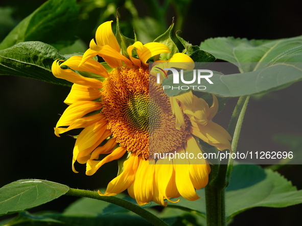 A wild bee is picking flowers as sunflowers are blooming on the International Day for Biological Diversity in Yichang, China, on May 22, 202...