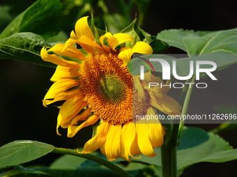 A wild bee is picking flowers as sunflowers are blooming on the International Day for Biological Diversity in Yichang, China, on May 22, 202...