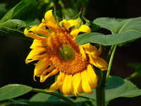 A wild bee is picking flowers as sunflowers are blooming on the International Day for Biological Diversity in Yichang, China, on May 22, 202...