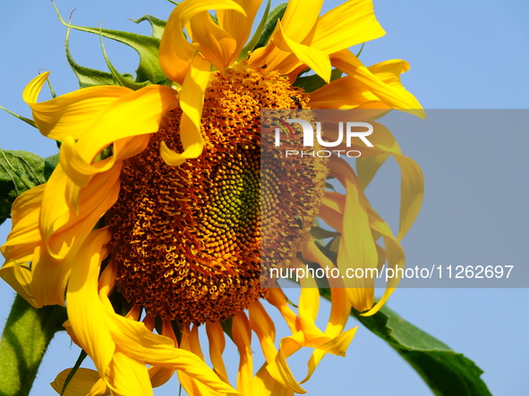 A wild bee is picking flowers as sunflowers are blooming on the International Day for Biological Diversity in Yichang, China, on May 22, 202...