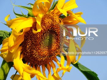 A wild bee is picking flowers as sunflowers are blooming on the International Day for Biological Diversity in Yichang, China, on May 22, 202...