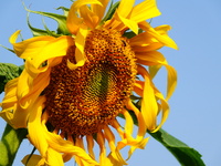 A wild bee is picking flowers as sunflowers are blooming on the International Day for Biological Diversity in Yichang, China, on May 22, 202...