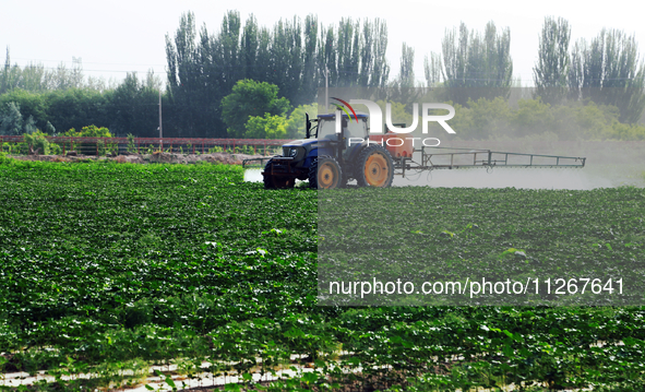 A farmer is driving a tractor to spray pesticides in a cotton field in Aksu prefecture, Xinjiang province, China, on May 23, 2024. 