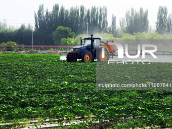 A farmer is driving a tractor to spray pesticides in a cotton field in Aksu prefecture, Xinjiang province, China, on May 23, 2024. (