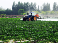 A farmer is driving a tractor to spray pesticides in a cotton field in Aksu prefecture, Xinjiang province, China, on May 23, 2024. (