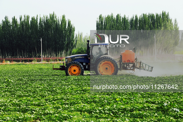 A farmer is driving a tractor to spray pesticides in a cotton field in Aksu prefecture, Xinjiang province, China, on May 23, 2024. 