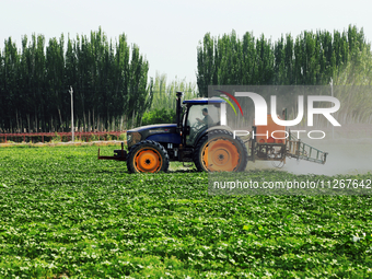 A farmer is driving a tractor to spray pesticides in a cotton field in Aksu prefecture, Xinjiang province, China, on May 23, 2024. (