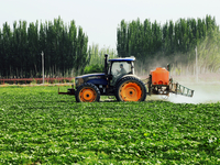 A farmer is driving a tractor to spray pesticides in a cotton field in Aksu prefecture, Xinjiang province, China, on May 23, 2024. (