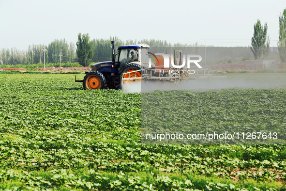 A farmer is driving a tractor to spray pesticides in a cotton field in Aksu prefecture, Xinjiang province, China, on May 23, 2024. 