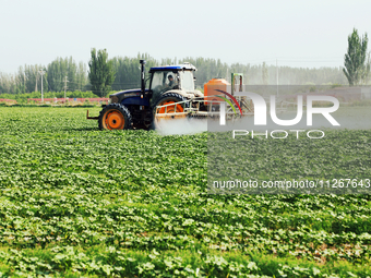 A farmer is driving a tractor to spray pesticides in a cotton field in Aksu prefecture, Xinjiang province, China, on May 23, 2024. (